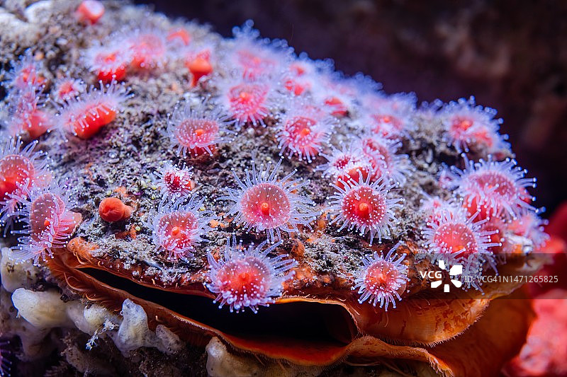 草莓海葵图片素材