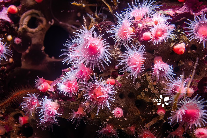 草莓海葵图片素材