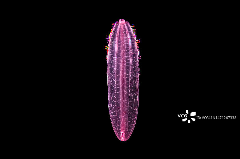 深海栉水母图片素材