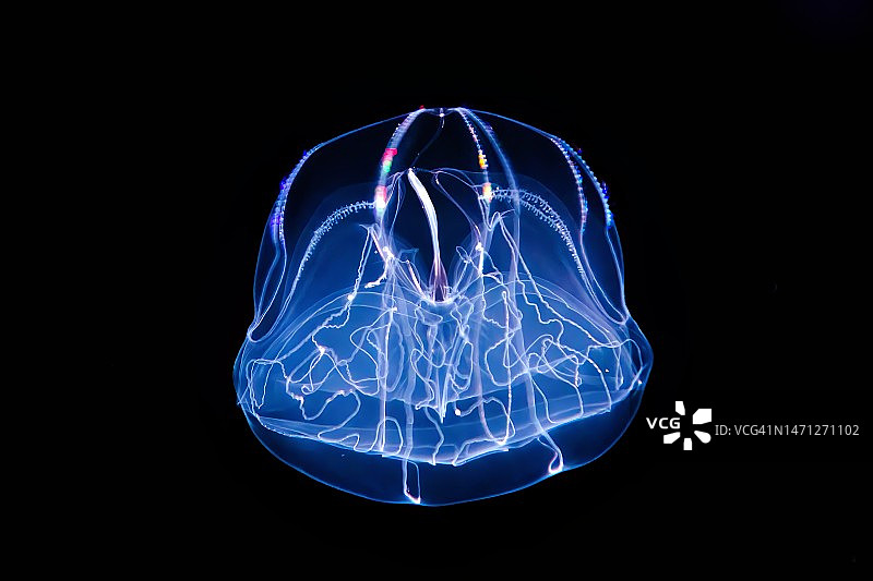 伞形梳状水母图片素材