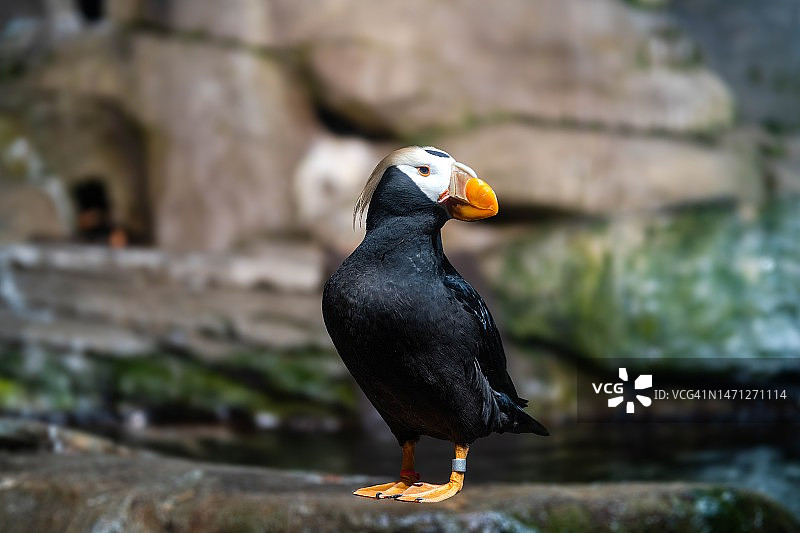 繁殖羽毛的簇绒海鹦图片素材