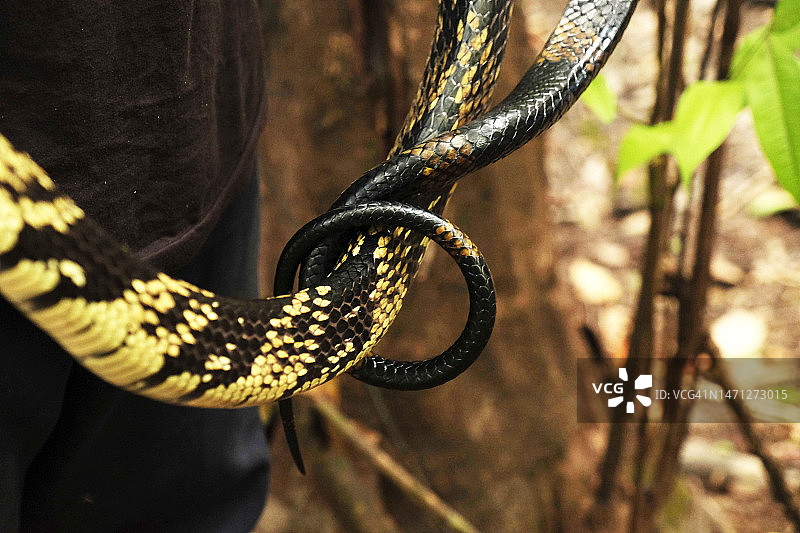 缠绕的蛇尾图片素材