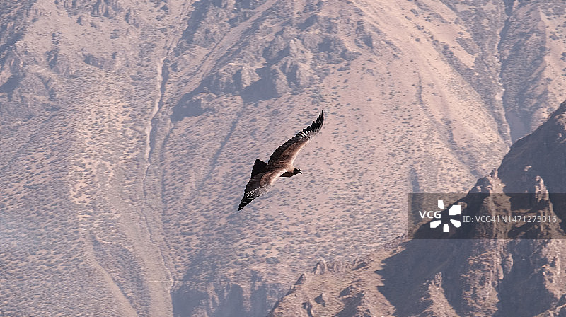 半空中的秃鹰图片素材