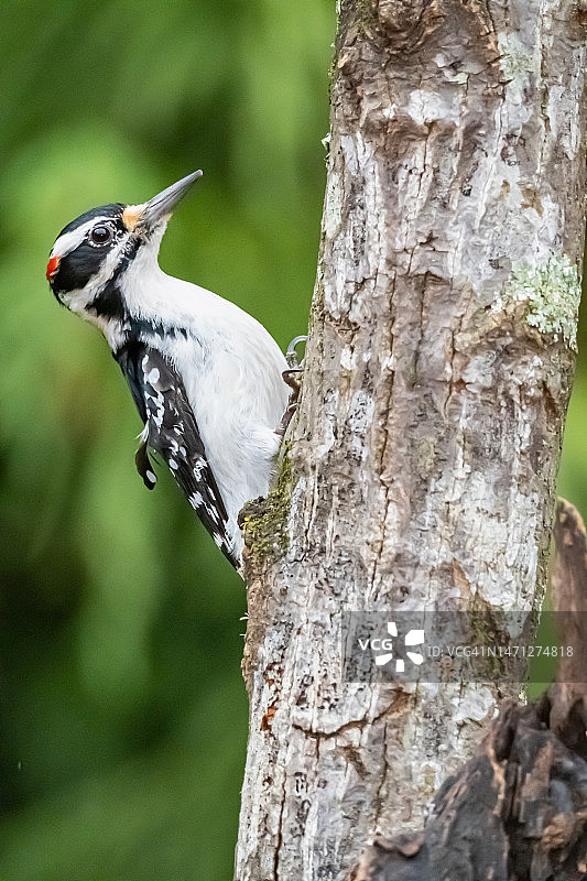多毛的啄木鸟图片素材