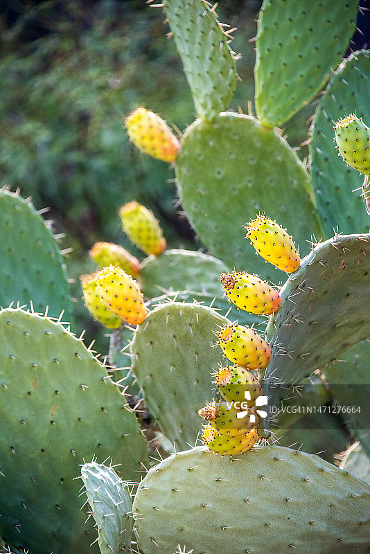 仙人球图片素材