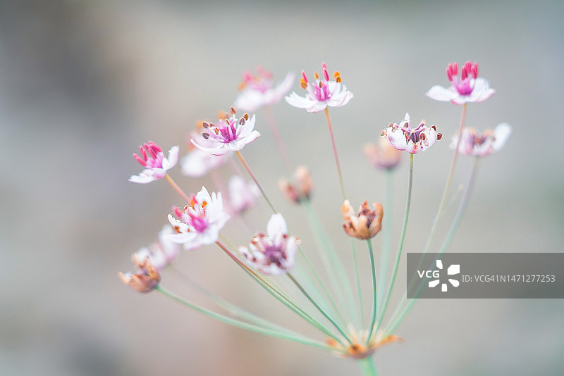 河岸水花图片素材