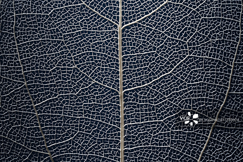 镂空透明叶脉微距摄影图片素材