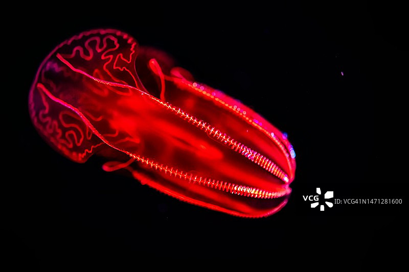 血腹栉水母图片素材