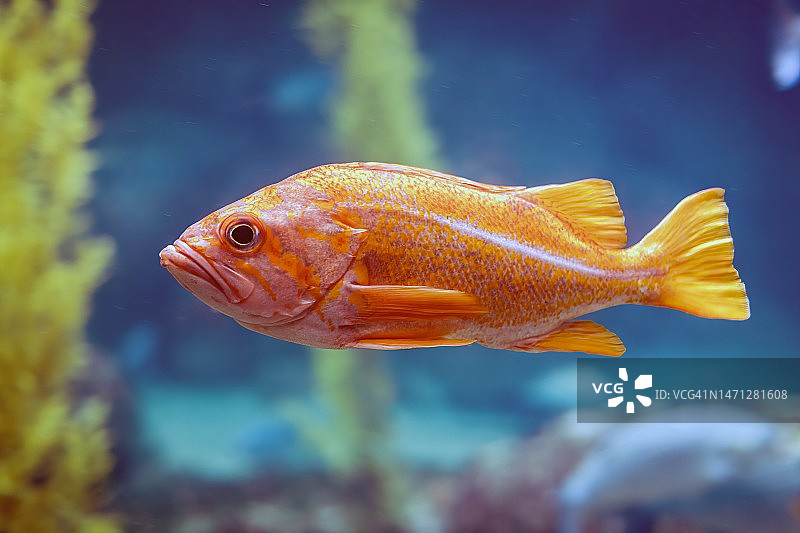 加那利石鱼图片素材