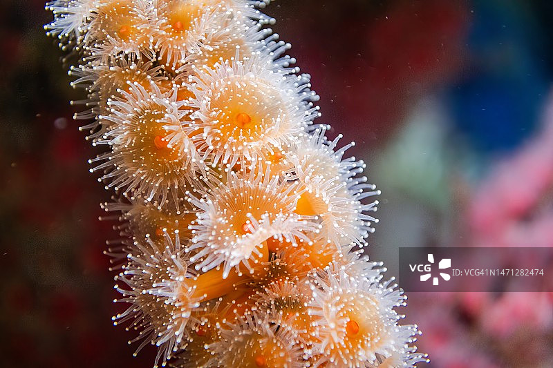 草莓海葵图片素材