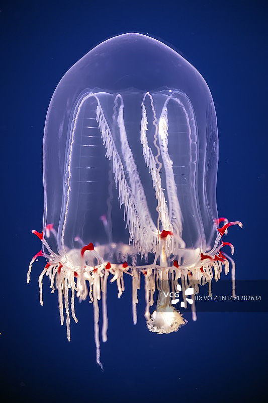 巨型钟形水母图片素材