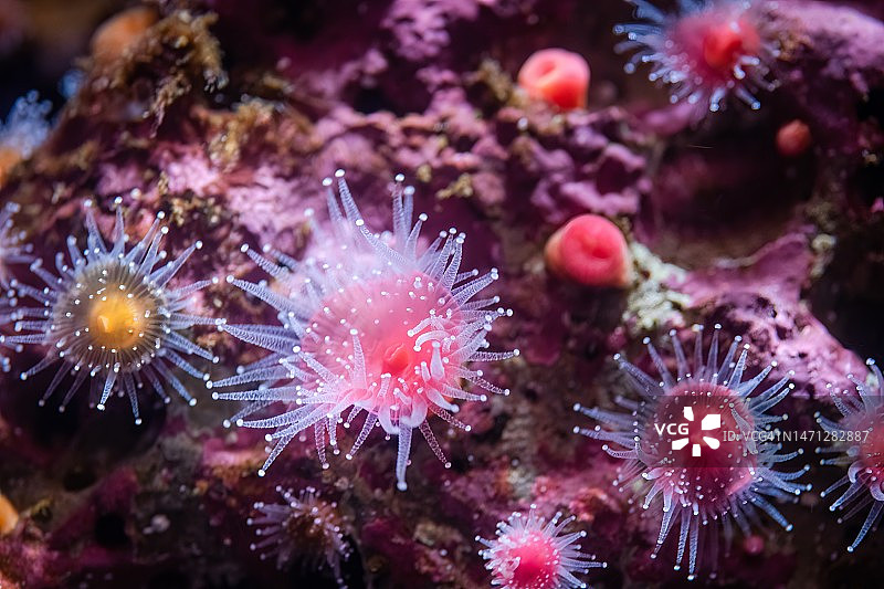 草莓海葵图片素材