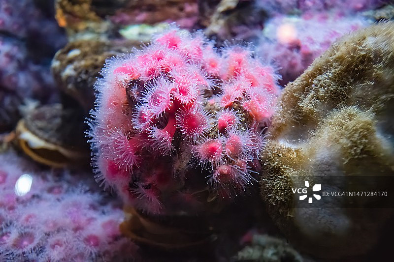 草莓海葵图片素材