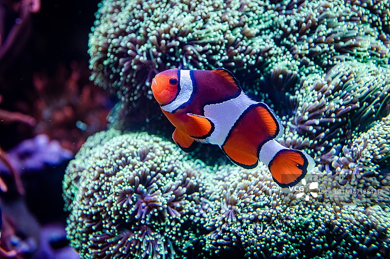 在珊瑚礁中游泳的小丑鱼图片素材