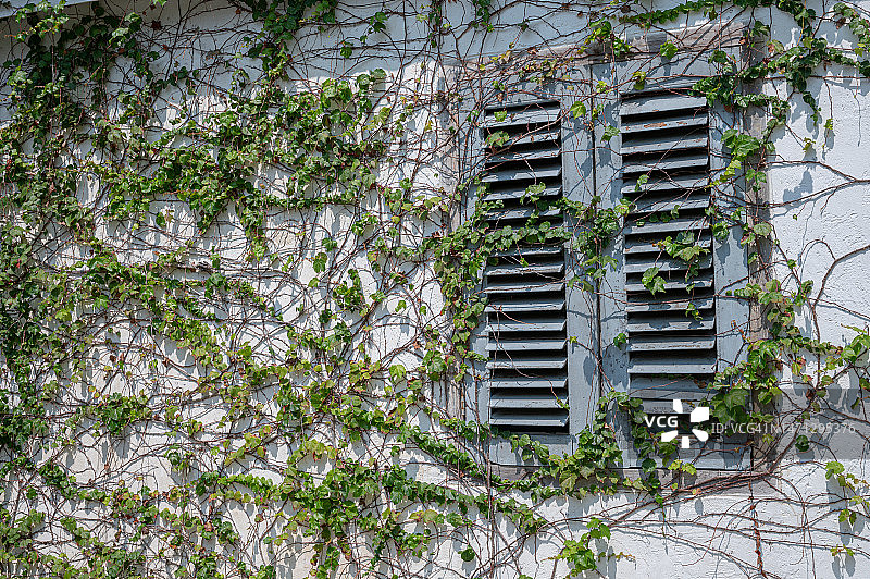 攀附在白色墙壁上的绿色藤蔓图片素材