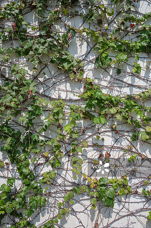 攀附在白色墙壁上的绿色藤蔓图片素材