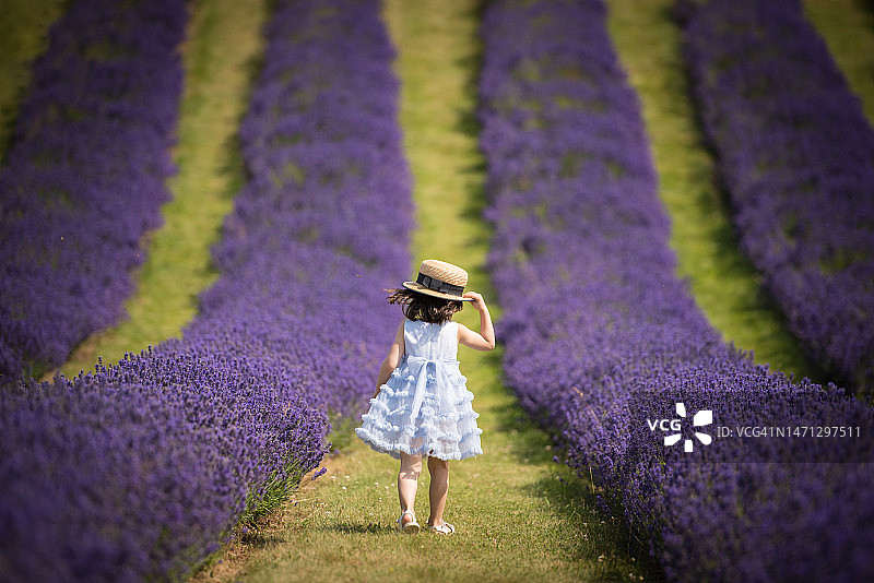 在英国金罗斯，晴朗夏日里，小女孩穿着蓝色连衣裙和白色凉鞋在薰衣草田中奔跑，同时拿着她的草帽图片素材
