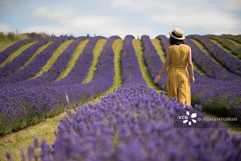 年轻女子穿着黄色连体裤和草帽走在薰衣草田中，触摸花朵图片素材