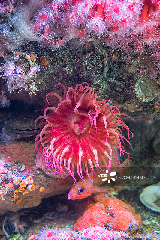 水族馆中的粉红色海葵图片素材