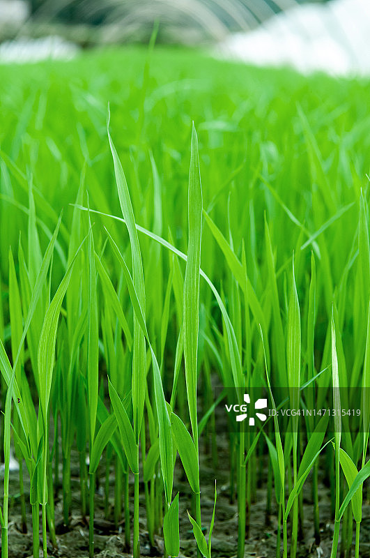 栽培中的稻苗图片素材