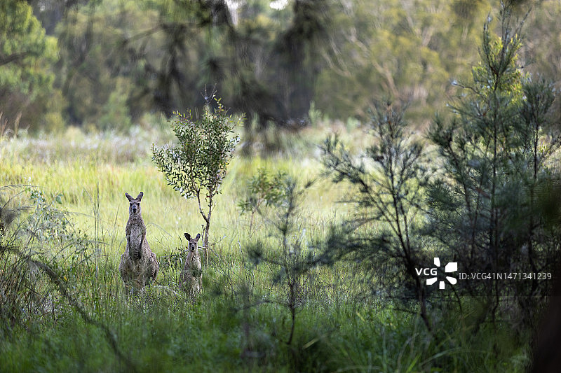 袋鼠一家图片素材