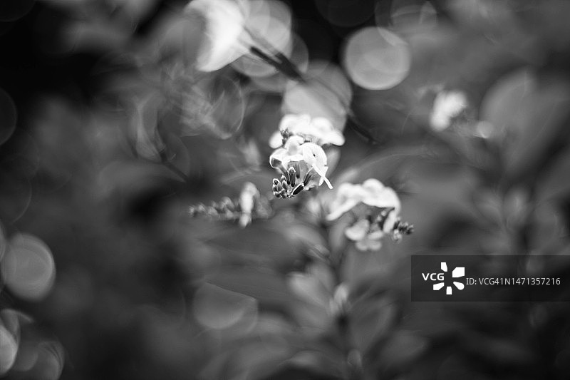 花朵散景图片素材