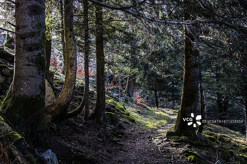 针叶林中的小路图片素材