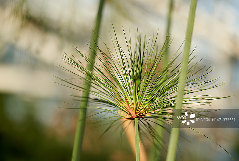 纸莎草图片素材