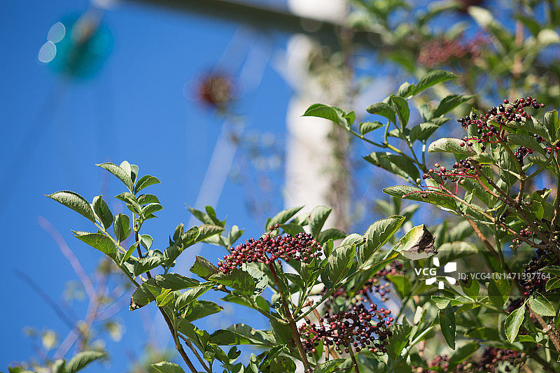 背景中有电线的接骨木灌木图片素材