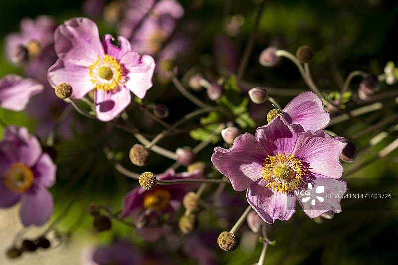 日本银莲花图片素材