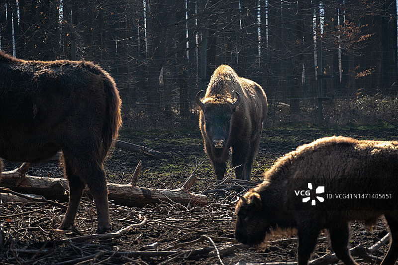 一群欧洲野牛在森林里图片素材