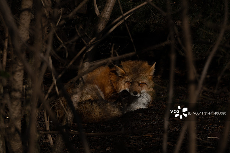 阳光下森林里的狐狸图片素材