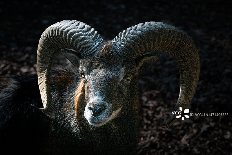 森林中的欧洲盘羊图片素材