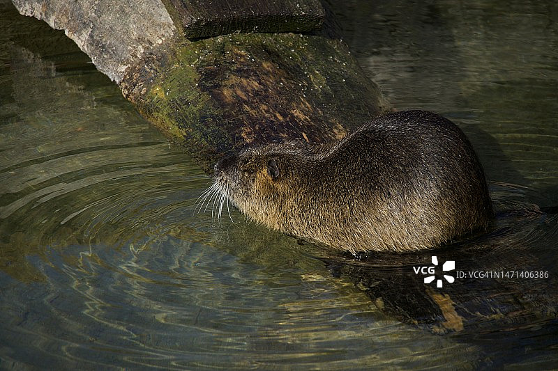 水里树干上的海狸鼠图片素材
