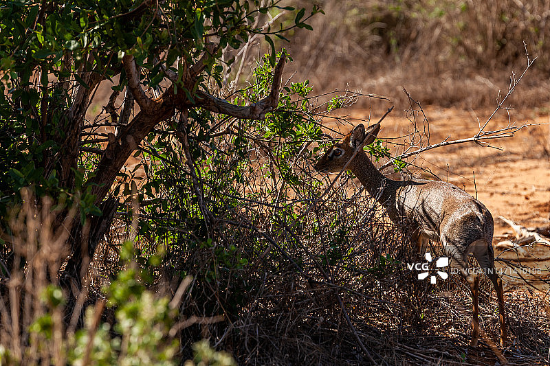 野生的迪克-迪克羚羊图片素材
