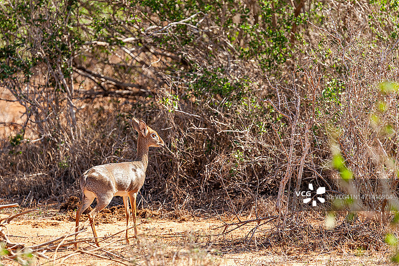野生雌性小羚羊图片素材