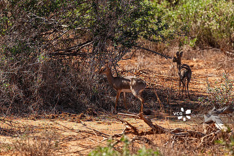 雄性和雌性小羚羊在野外图片素材