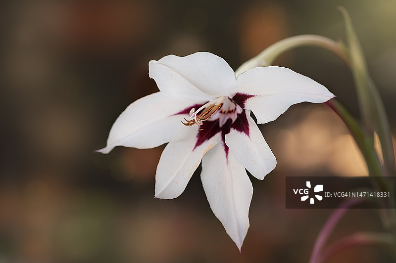 夕阳金光下的双色剑兰图片素材