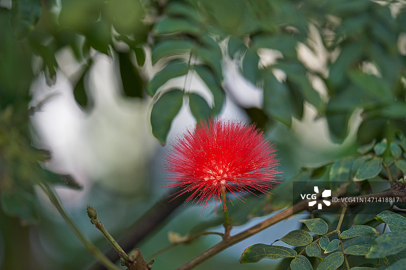 红绒球花图片素材