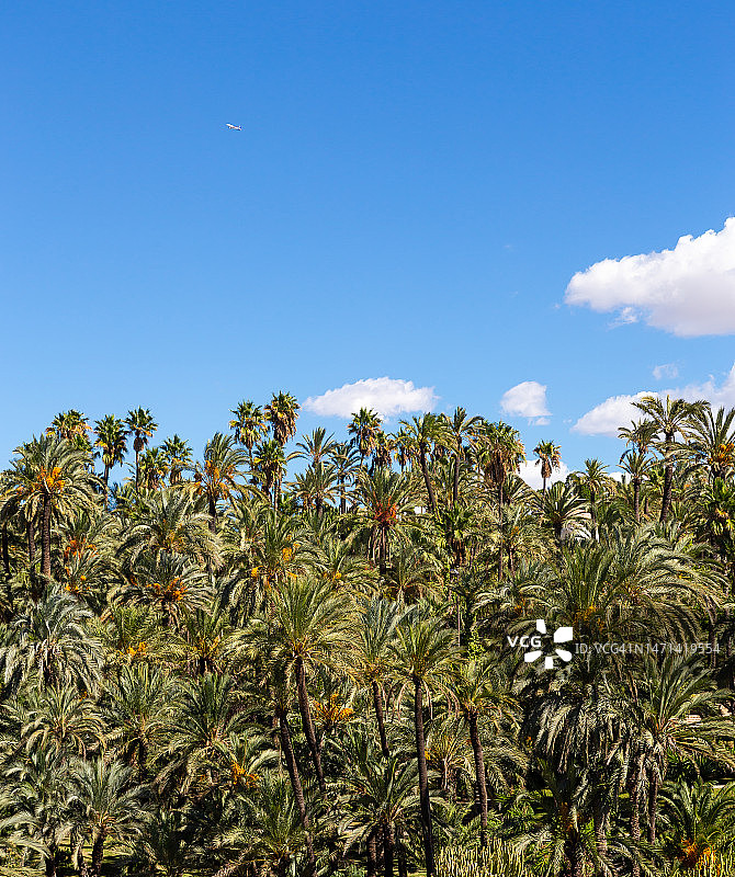 埃尔切棕榈林，西班牙图片素材
