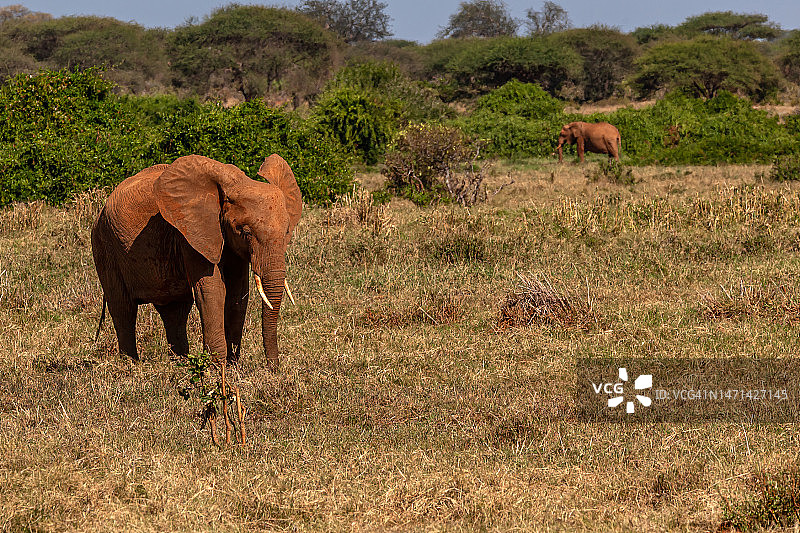 察沃东国家公园的红色非洲象图片素材
