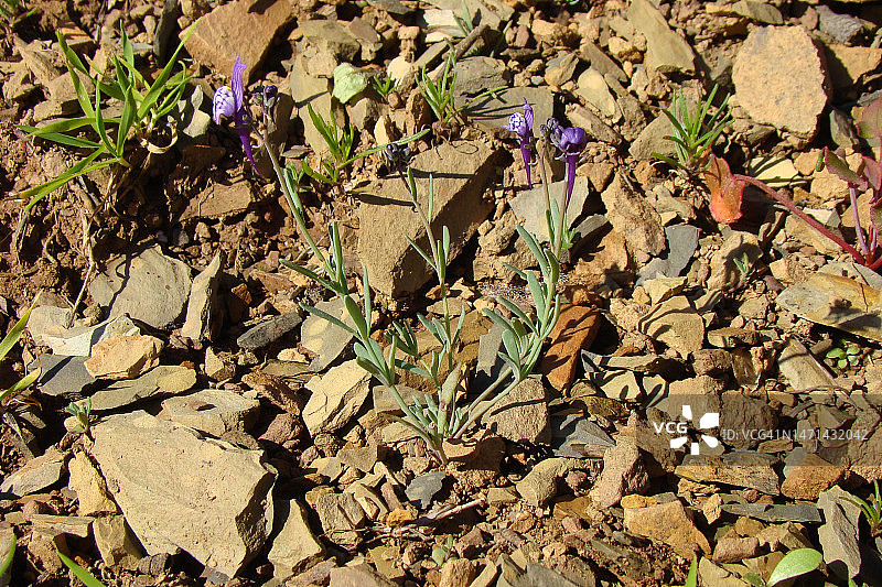 野花(紫亚麻)图片素材
