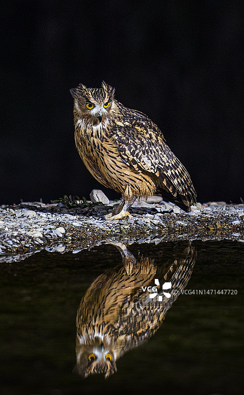 黄腿渔鸮图片素材