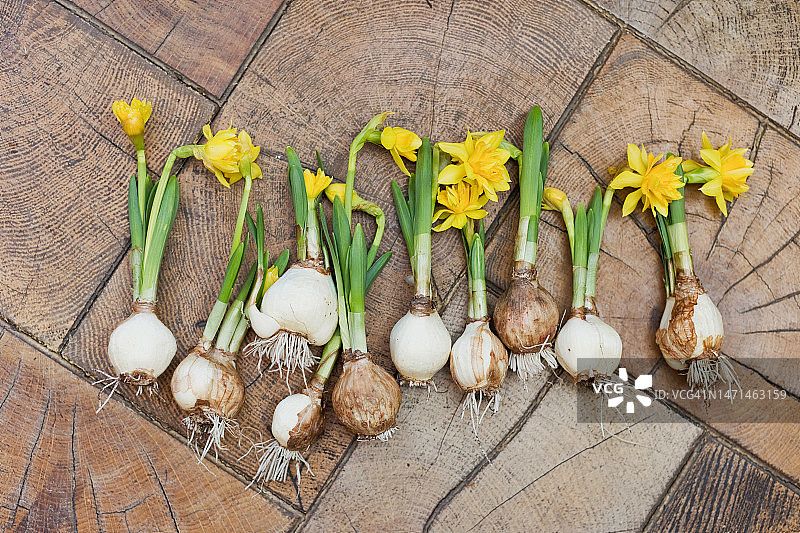 木质背景上的黄色水仙花球茎图片素材