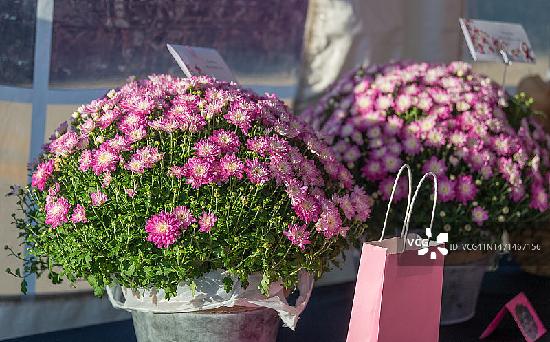 乳腺癌宣传活动上的盆栽粉色大丽花图片素材