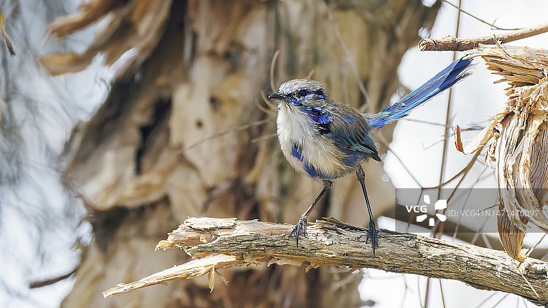 辉蓝细尾鹩莺图片素材