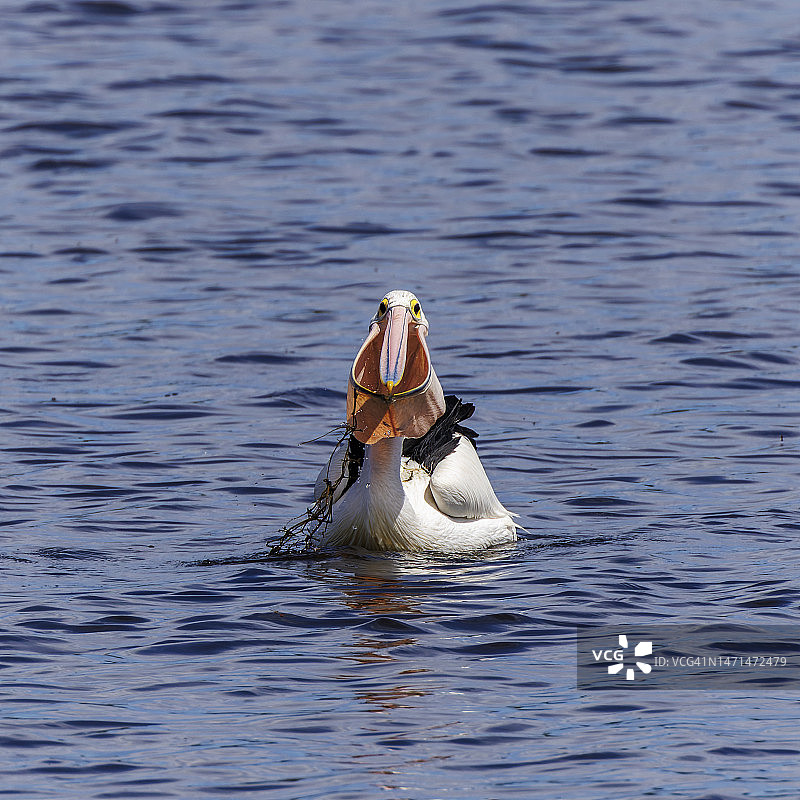 澳大利亚鹈鹕(澳大利亚鹈鹕)图片素材