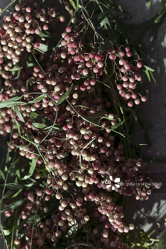 粉红胡椒的收获图片素材