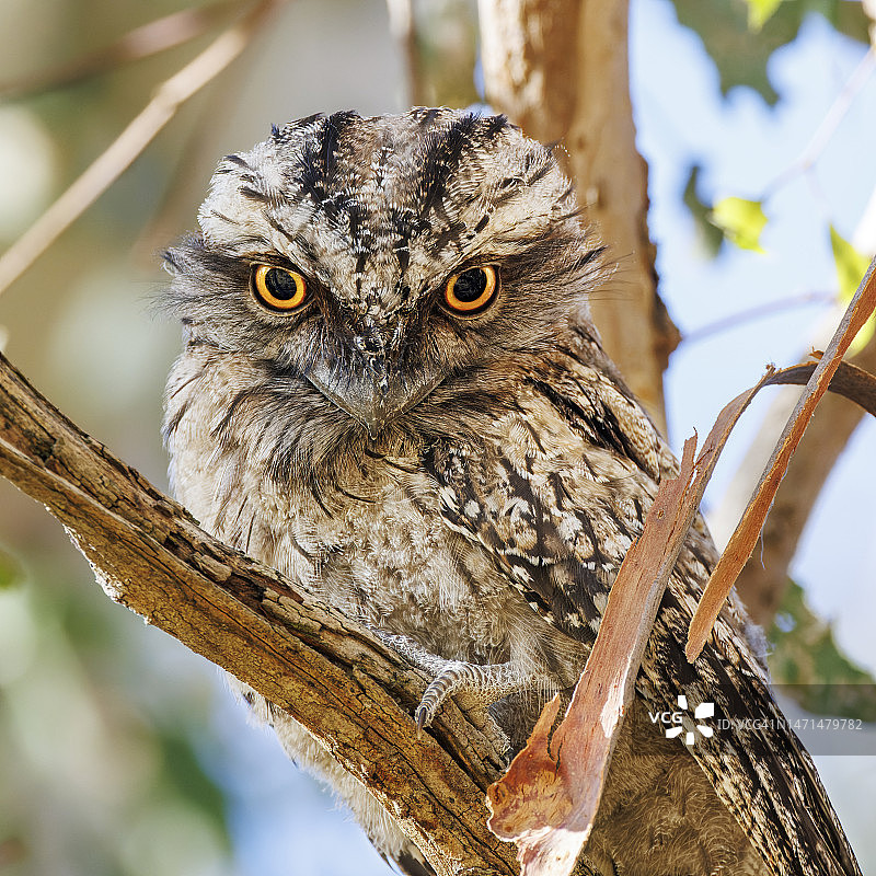栖息在树枝上的茶色蟆口鸱图片素材