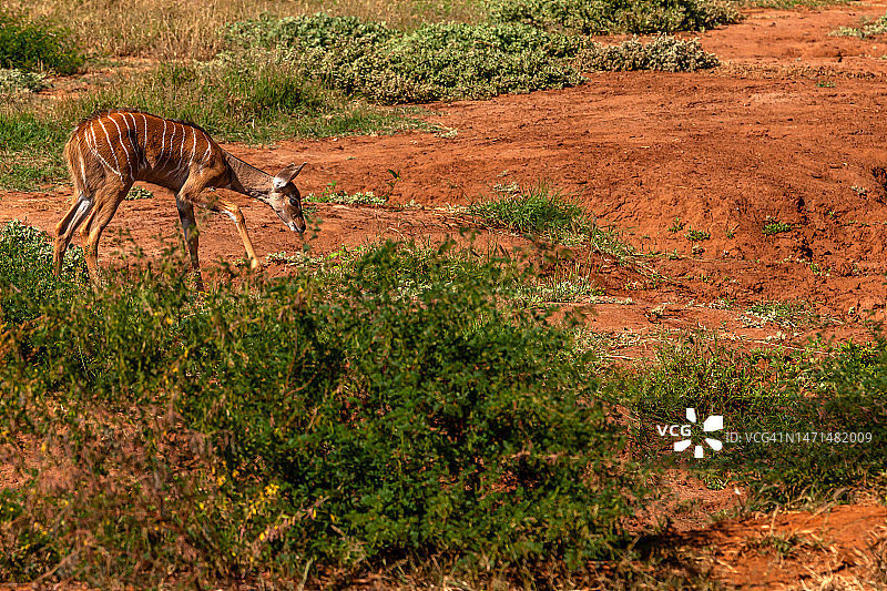 小薮羚图片素材
